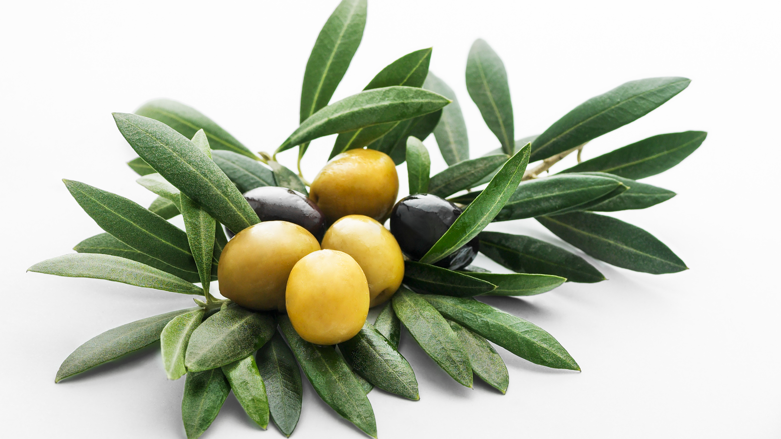 009 Olive Leaf - Cedar - Black Fig