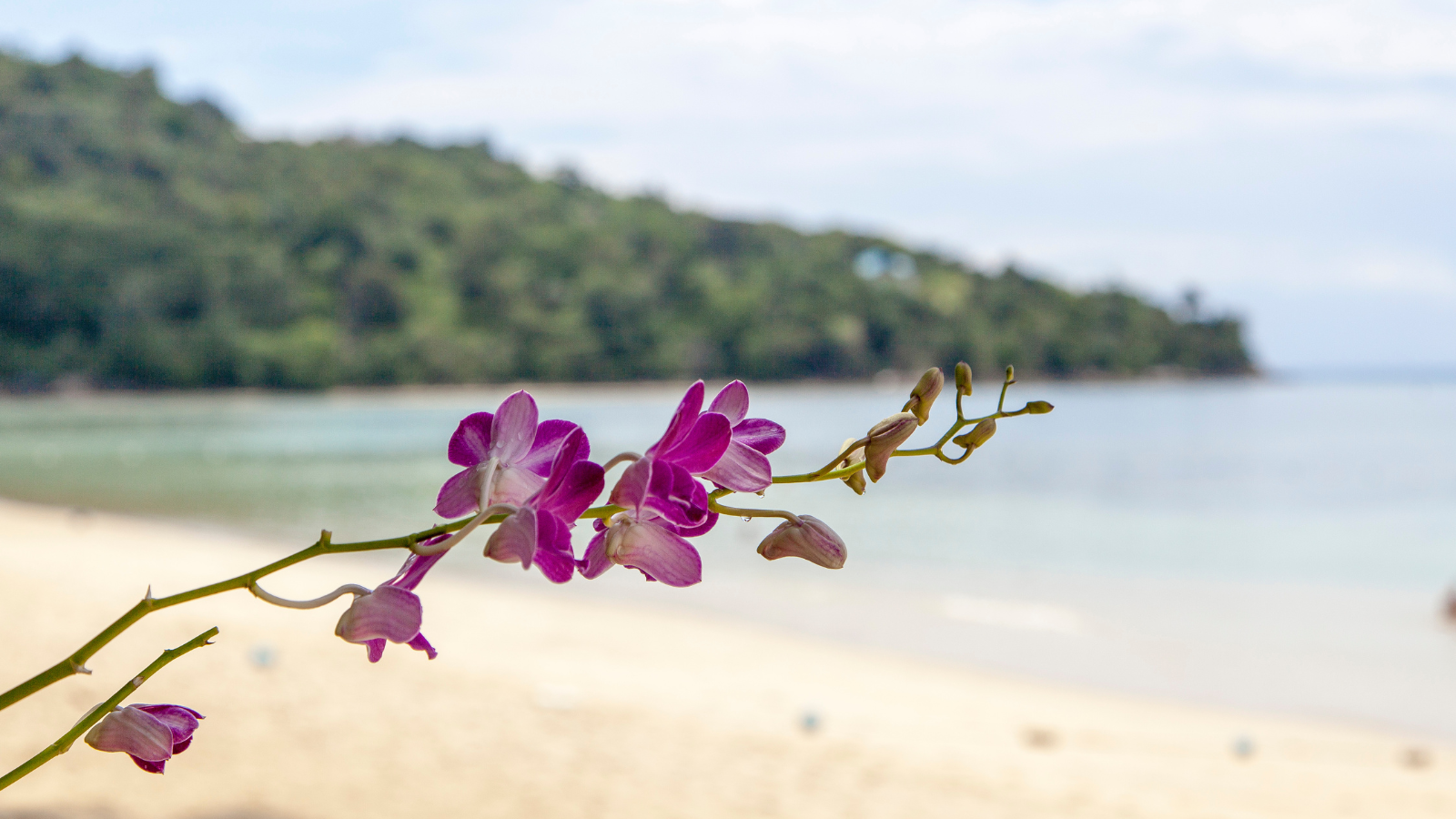 004 Seasalt - Orchid - Kelp